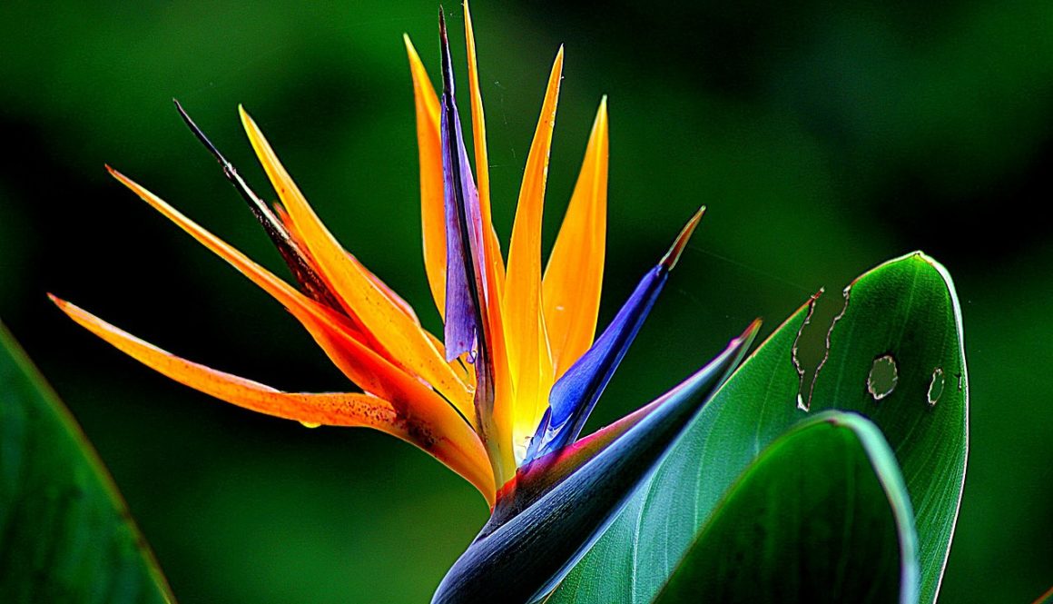 flower_1280