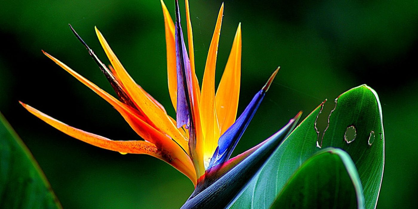 flower_1280