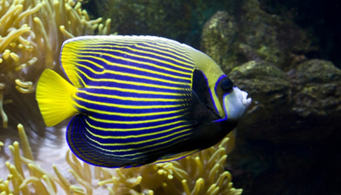 熱帯魚
