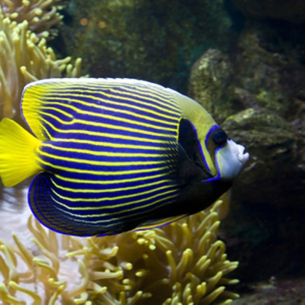熱帯魚