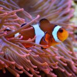 熱帯魚